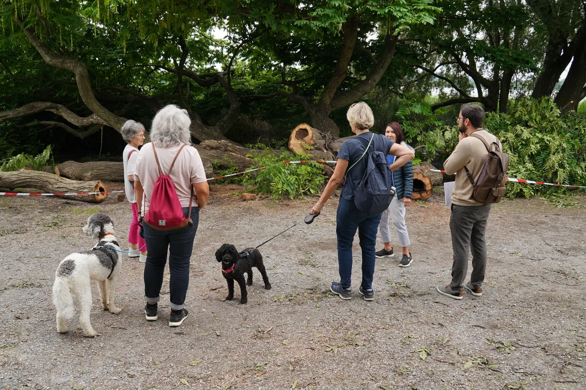 Baumbruch am Pfäffikersee. Der Baum war bei Familien und Spaziergängern beliebt und diente auch als Hintergrund für Hochzeitsfotos.